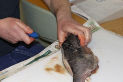 fiskekluben-rens-091